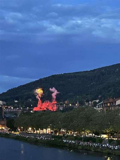 TierschutzhundeStammtisch🐕-Beitrag-Bild