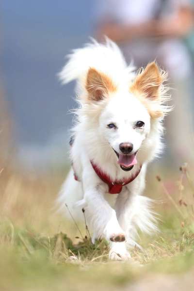 TierschutzhundeStammtisch🐕-Beitrag-Bild