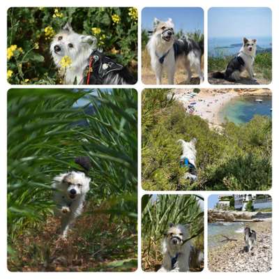 52. Collagenchallenge: Dein Hund im Sonnenschein-Beitrag-Bild