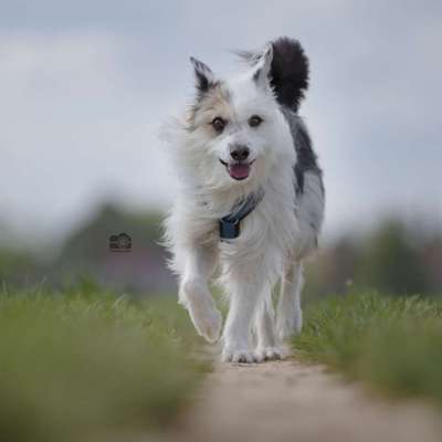 Hundetreffen-Trainingsspaziergang-Bild