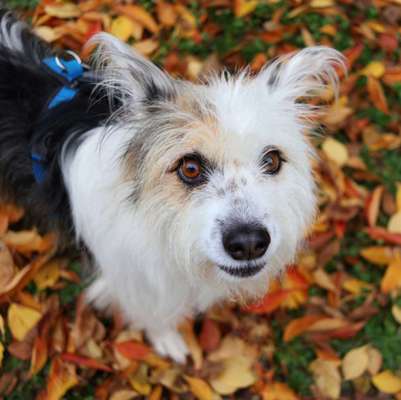 TierschutzhundeStammtisch🐕-Beitrag-Bild