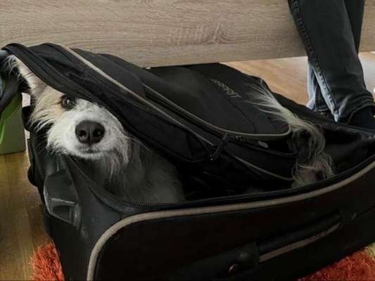 TierschutzhundeStammtisch🐕-Beitrag-Bild