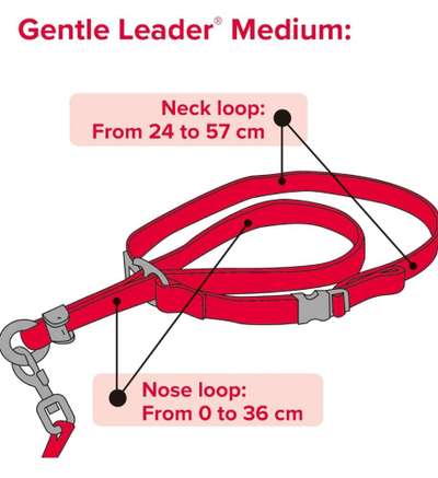 Hundehalfter-Beitrag-Bild