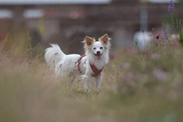 TierschutzhundeStammtisch🐕-Beitrag-Bild