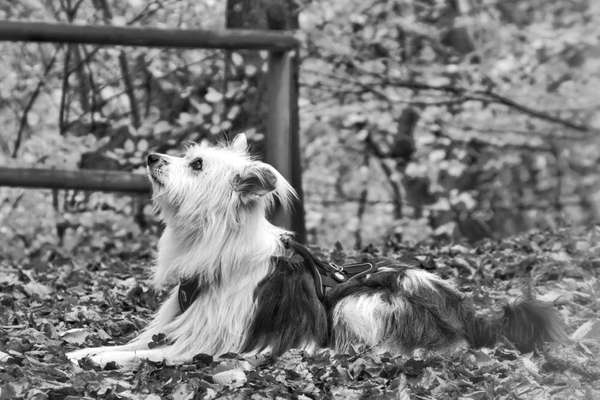 3. Farben/Fotochallenge: Schwarz/Weiß-Beitrag-Bild