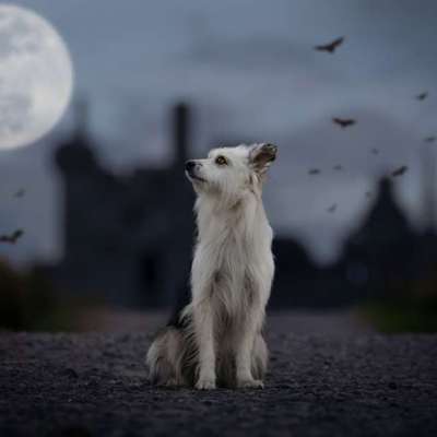 Hundekostüme zu Karneval oder Halloween.-Beitrag-Bild