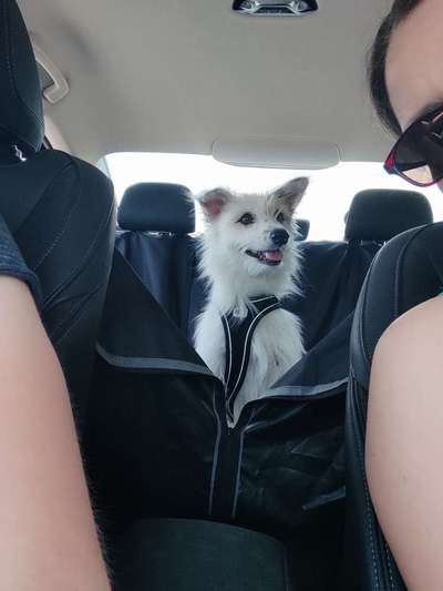 Gespräche zwischen Hund und Halter-Beitrag-Bild