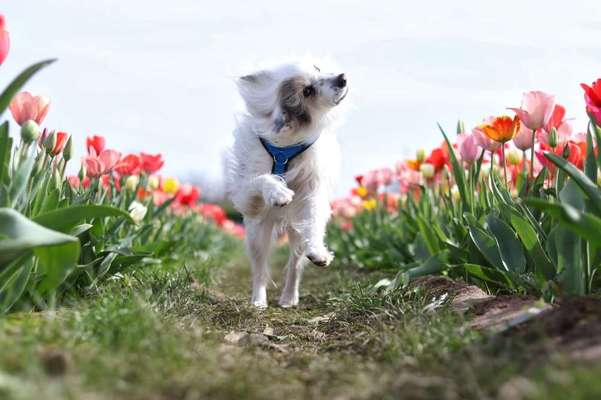 TierschutzhundeStammtisch🐕-Beitrag-Bild