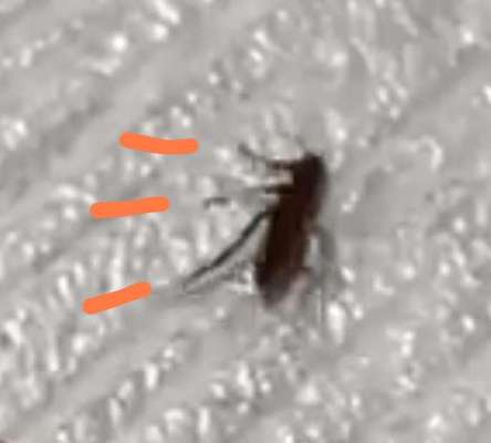 Welches Tier ist das?-Beitrag-Bild