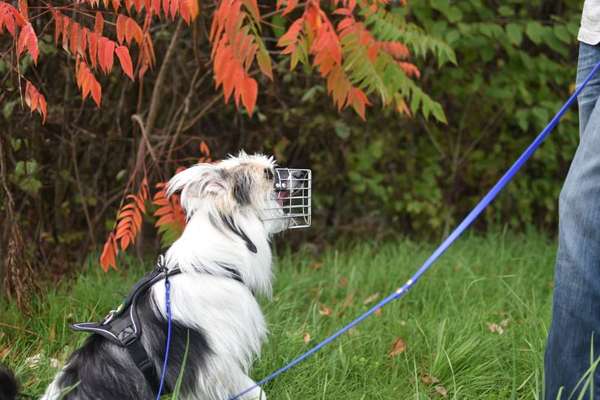 Dogorama Photo Challenge - Gassipause-Beitrag-Bild