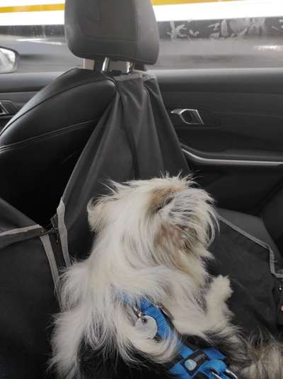 TierschutzhundeStammtisch🐕-Beitrag-Bild