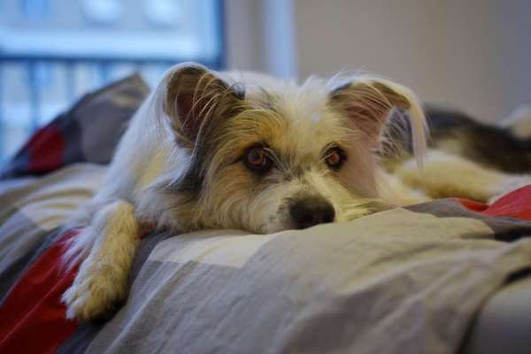 Allheilmittel Deckentraining-Beitrag-Bild