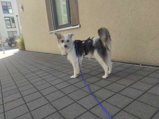 Der Gewichts-Thread-Beitrag-Bild