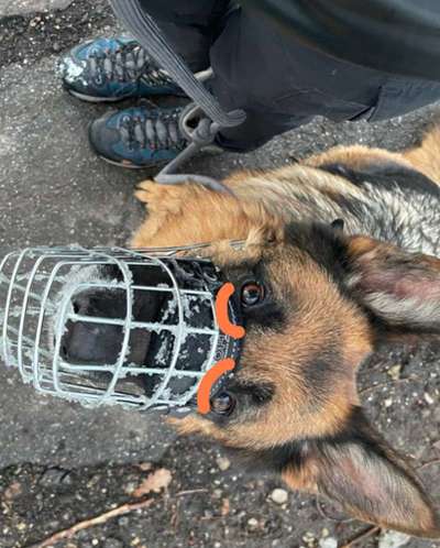 Wie sitzt mein Maulkorb / Maulkorb-Beratung-Beitrag-Bild