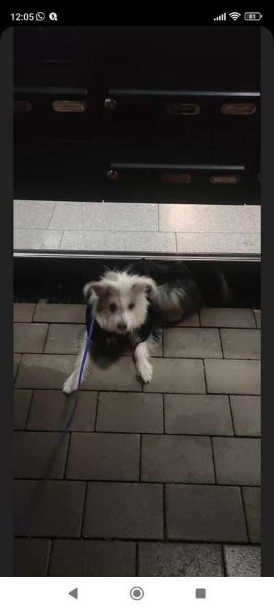 Tierschutz-Hundeverordnung-Beitrag-Bild