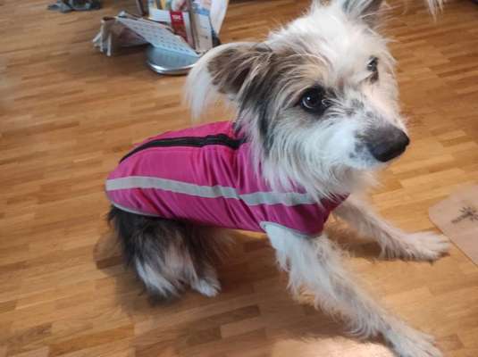 TierschutzhundeStammtisch🐕-Beitrag-Bild