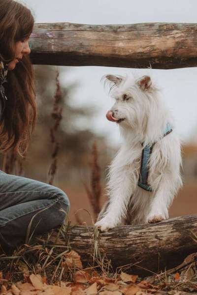 TierschutzhundeStammtisch🐕-Beitrag-Bild