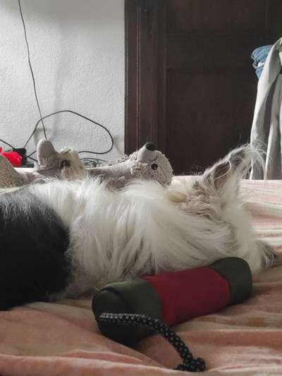 TierschutzhundeStammtisch🐕-Beitrag-Bild