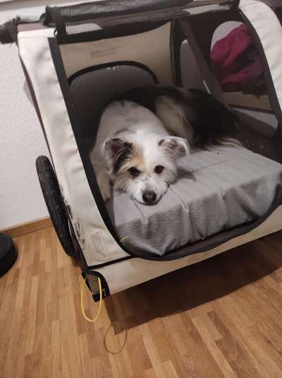 TierschutzhundeStammtisch🐕-Beitrag-Bild