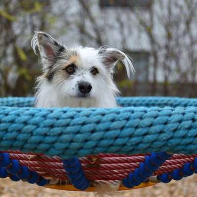 TierschutzhundeStammtisch🐕-Beitrag-Bild