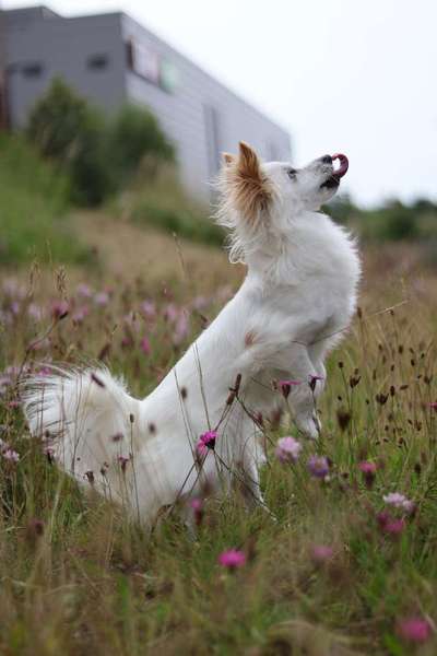 TierschutzhundeStammtisch🐕-Beitrag-Bild