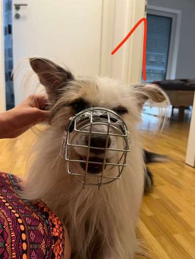 Wie sitzt mein Maulkorb / Maulkorb-Beratung-Beitrag-Bild