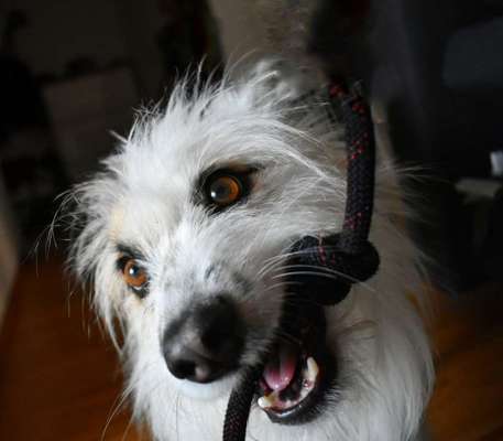 TierschutzhundeStammtisch🐕-Beitrag-Bild