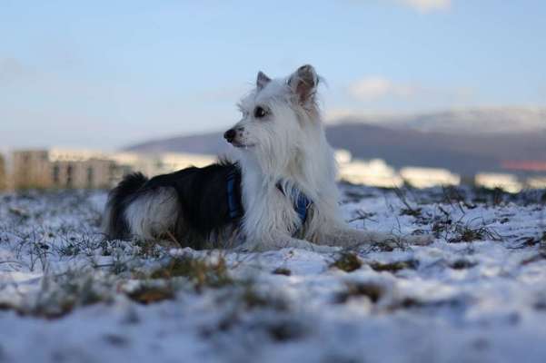 TierschutzhundeStammtisch🐕-Beitrag-Bild