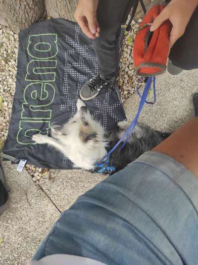 TierschutzhundeStammtisch🐕-Beitrag-Bild