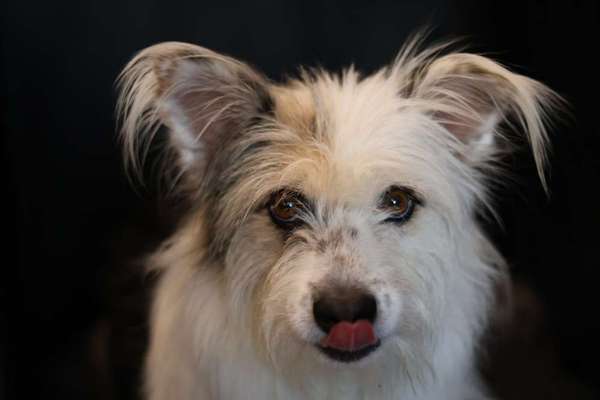 TierschutzhundeStammtisch🐕-Beitrag-Bild