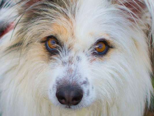 150. Foto Challaenge:  Die Augen, der Spiegel der Seele-Beitrag-Bild