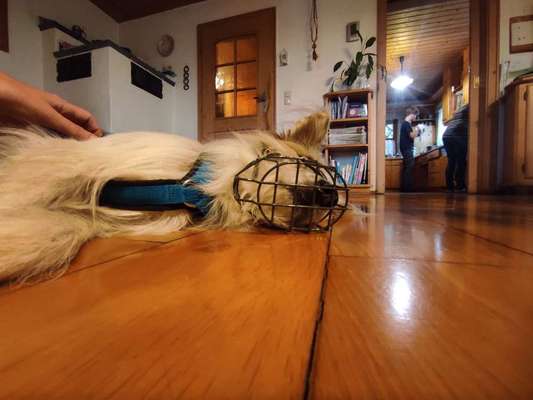 51. Impulskontrollchallenge: Maulkorb/ Ausrüstungsgegenstand tolerieren-Beitrag-Bild