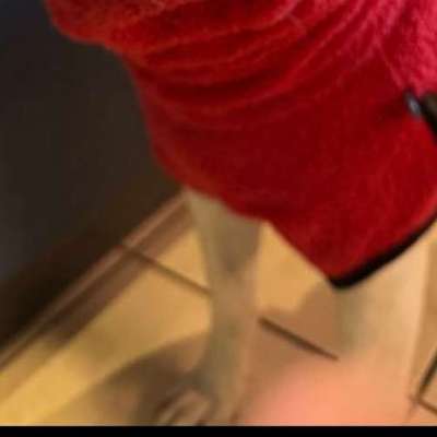 Krallen schneiden-Beitrag-Bild