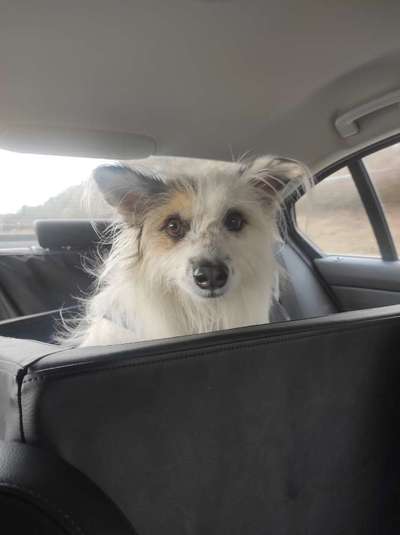 TierschutzhundeStammtisch🐕-Beitrag-Bild