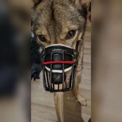 Wie sitzt mein Maulkorb / Maulkorb-Beratung-Beitrag-Bild