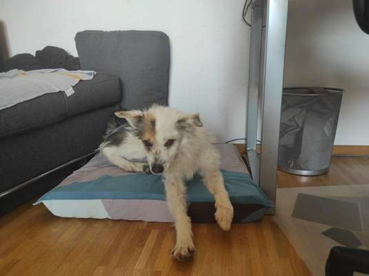 TierschutzhundeStammtisch🐕-Beitrag-Bild