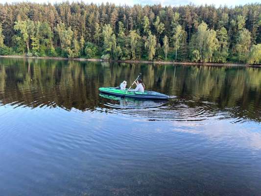 TierschutzhundeStammtisch🐕-Beitrag-Bild