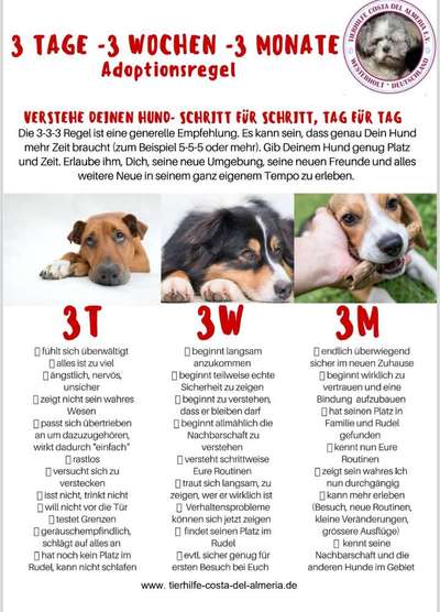 Junghund aus dem Tierschutz-Beitrag-Bild