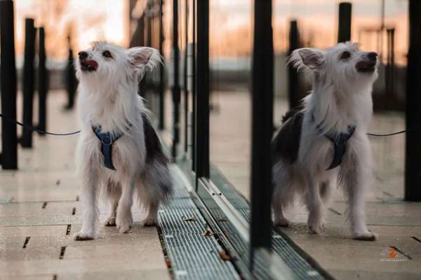 TierschutzhundeStammtisch🐕-Beitrag-Bild