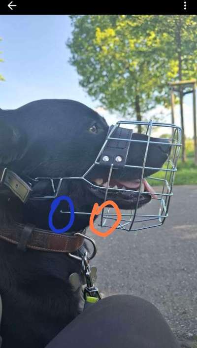 Wie sitzt mein Maulkorb / Maulkorb-Beratung-Beitrag-Bild