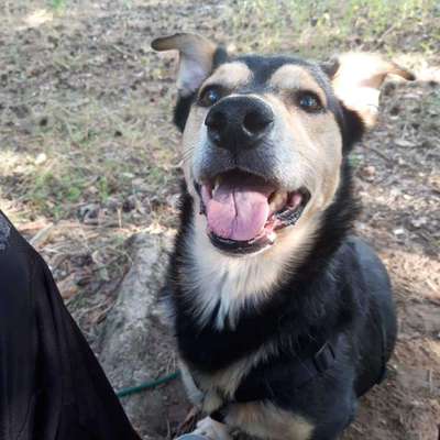 TierschutzhundeStammtisch🐕-Beitrag-Bild