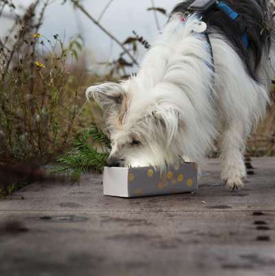 TierschutzhundeStammtisch🐕-Beitrag-Bild