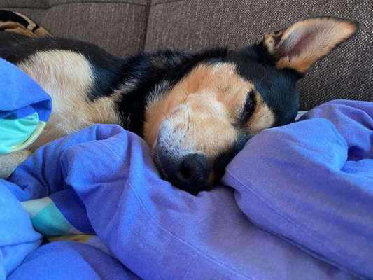 TierschutzhundeStammtisch🐕-Beitrag-Bild