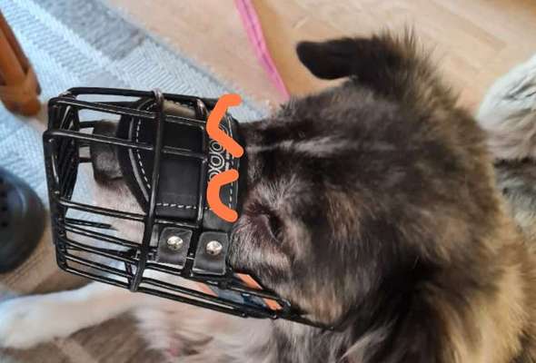 Wie sitzt mein Maulkorb / Maulkorb-Beratung-Beitrag-Bild