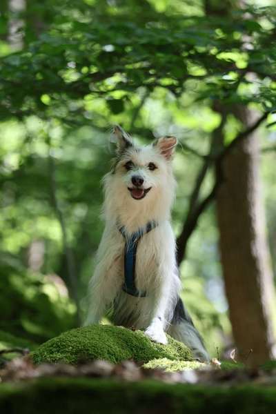 TierschutzhundeStammtisch🐕-Beitrag-Bild