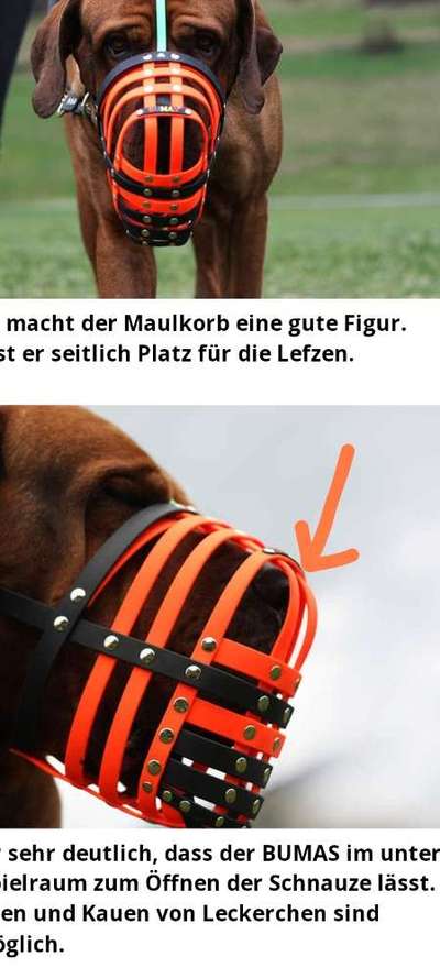 Maulkorb-Beitrag-Bild