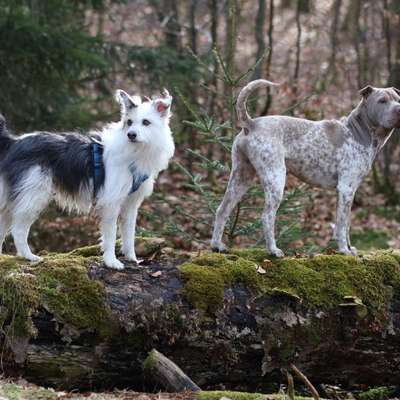 Wie optimal ist das Körpergewicht meines Hundes?-Beitrag-Bild