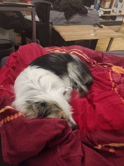 TierschutzhundeStammtisch🐕-Beitrag-Bild