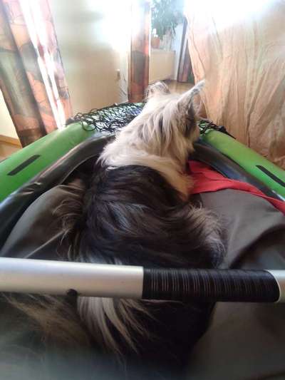 TierschutzhundeStammtisch🐕-Beitrag-Bild