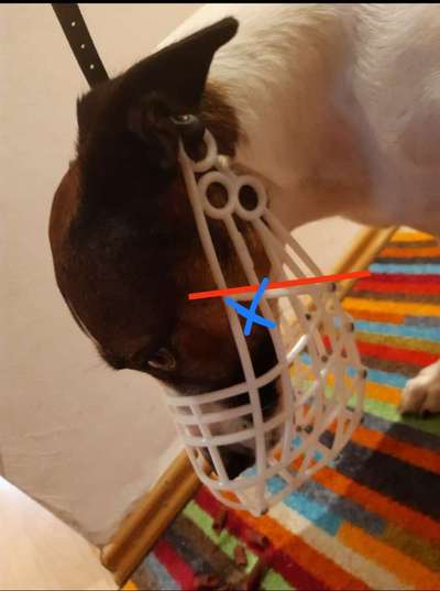 Wie sitzt mein Maulkorb / Maulkorb-Beratung-Beitrag-Bild